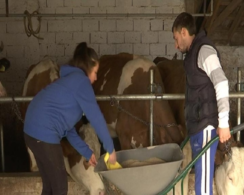 Ne ide po kafanama, već se oženio, a štala mu je puna stoke