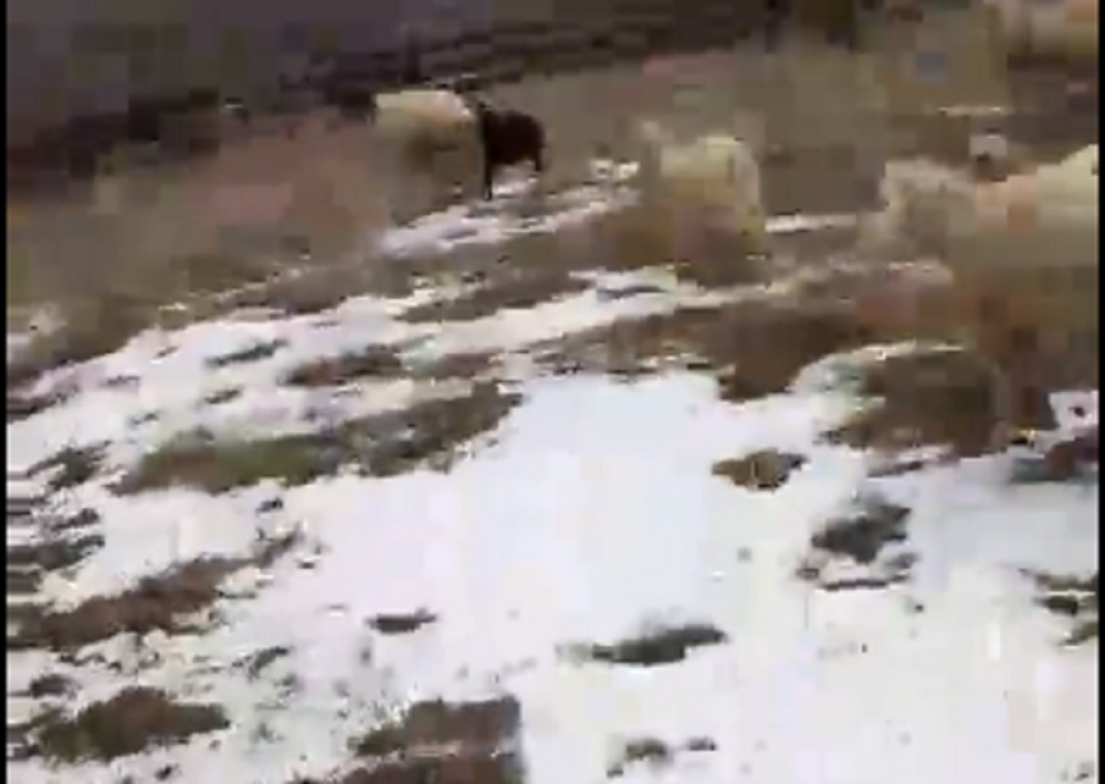 Unuk kupio dedi prvi mobilni, jednim snimkom sa Mokre Gore Vidoje zasmejao celu Srbiju! (VIDEO)