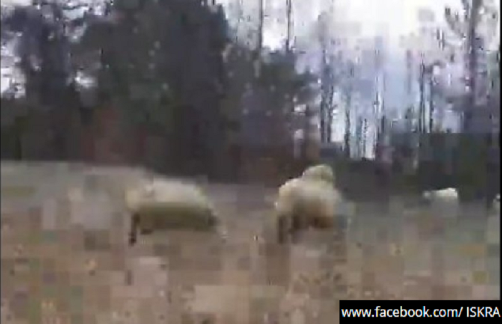 Moram da prekinem, odoše mi ovce!