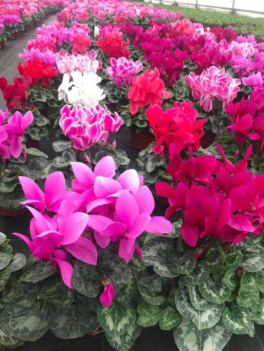 Danas nema izlaska, ali ako imate jedno u kući ispuniće vam se svaka želja