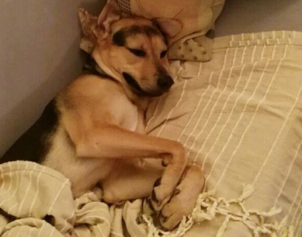 Sreten voli da leškari na svom kauču, hakuje, prerušava se u slavne ličnosti, ali ima jednog krvnog neprijatelja u kući! (FOTO)