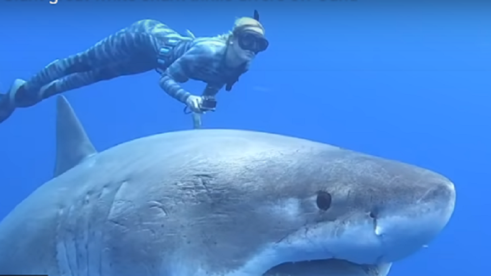 Devojka ronilac plivala sa najvećom morskom nemani ikada snimljenom okom kamere! (VIDEO)