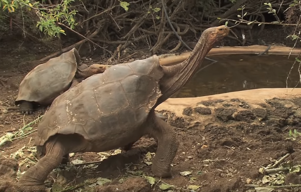 Sada kada je vrsta sigurna, može da se povuče