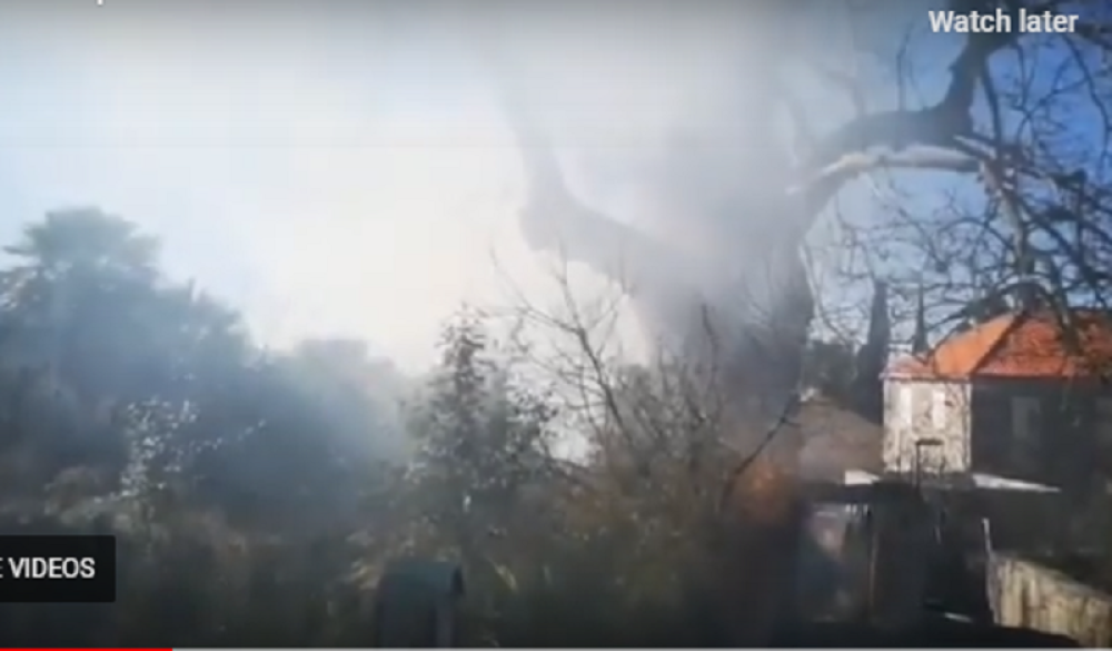 A trebalo je da bude kandidat za evropsko drvo godine (VIDEO)