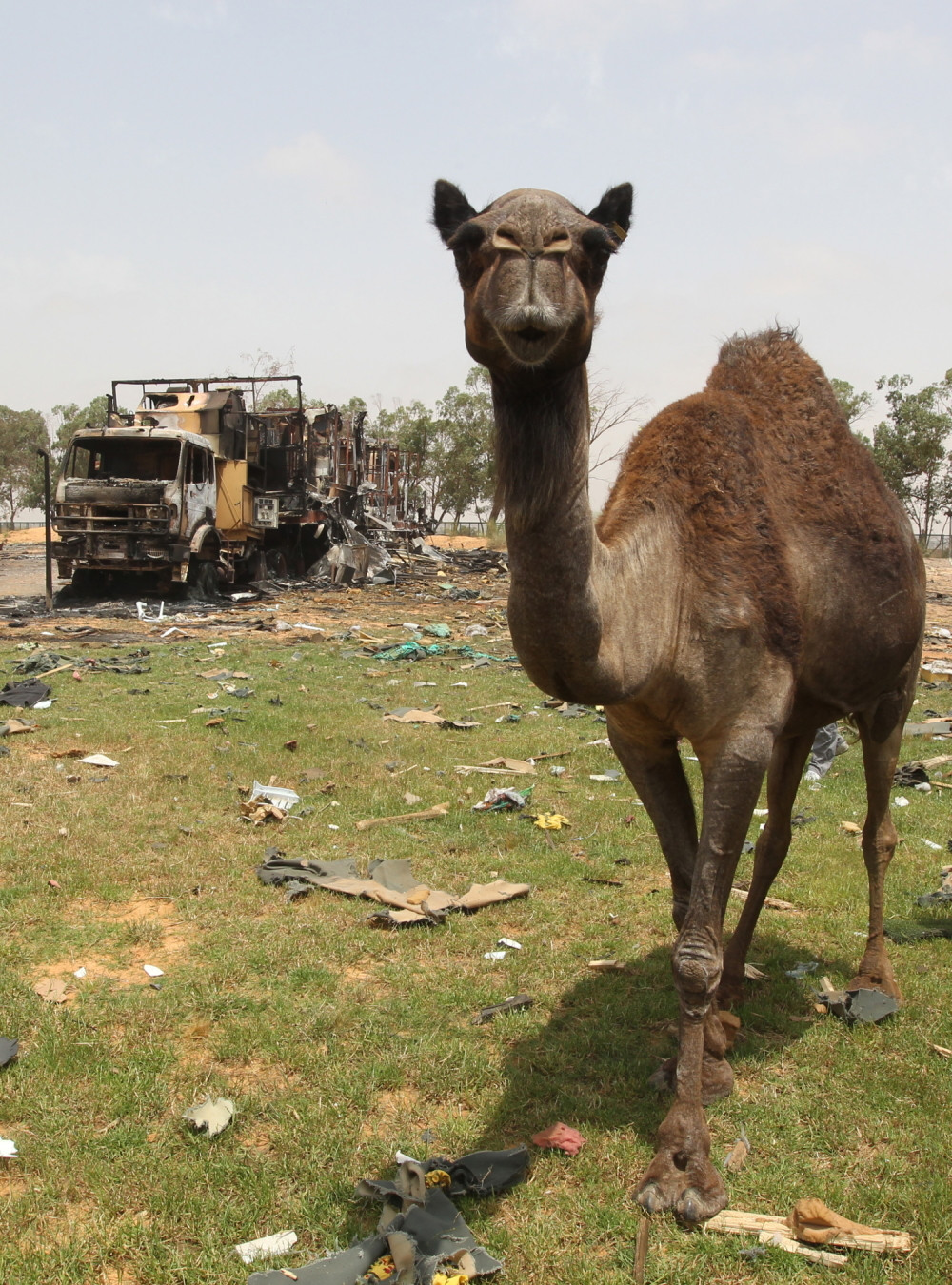 Spaseni čovek, njegov pas i pet kamila