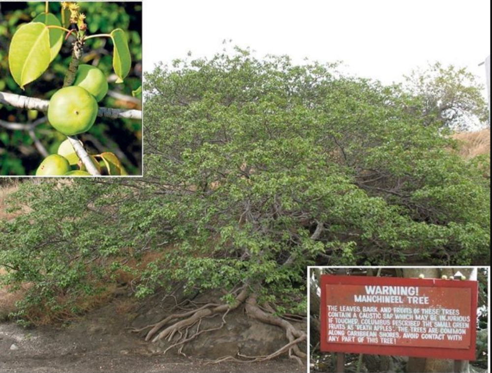 Ne sme da se pipa, jedu njegovi plodovi, stoji ispod....