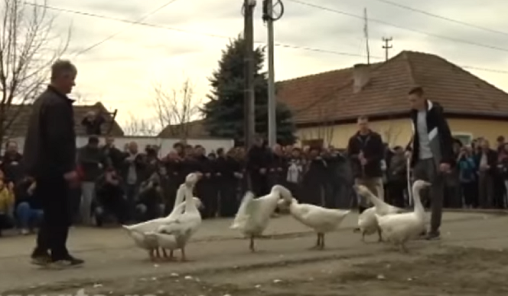 Beli gladijatori stali na crtu