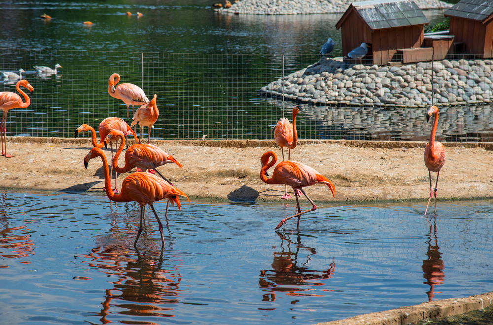 Jeste li ikada videli kako se hrani mladunče flamingosa?!  (VIDEO)