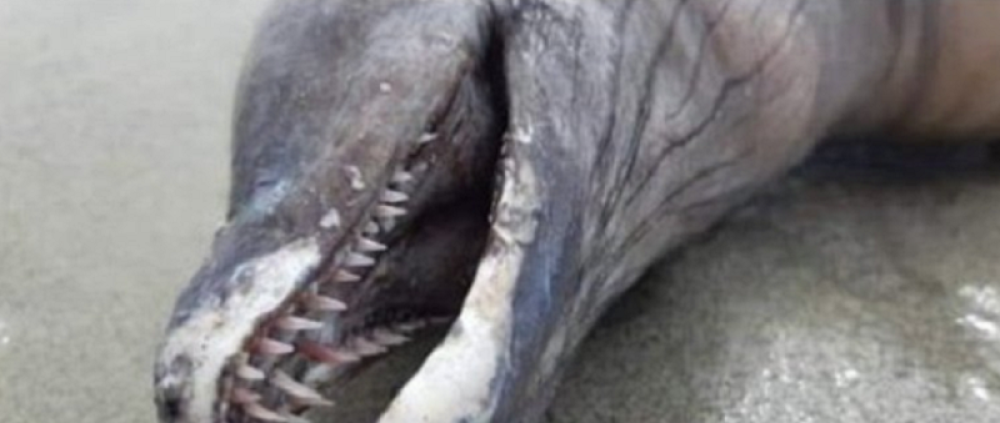 Misteriozno stvorenje bez očiju izronilo iz vode, ima oštre zube, niko ne zna šta je u pitanju