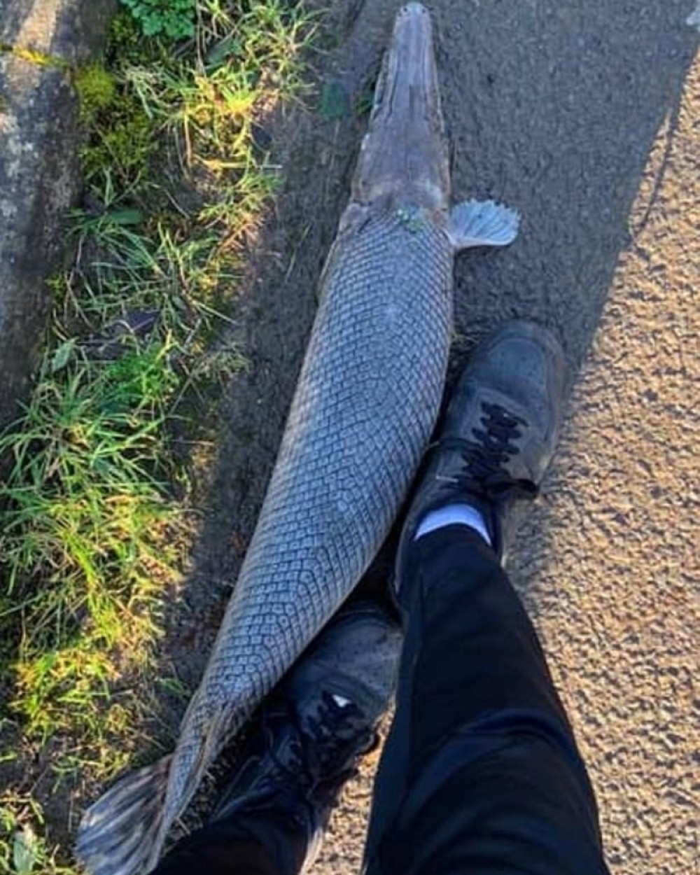 Dečak otkrio tajanstveno stvorenje u obliku krokodila na pešačkoj stazi kanala!