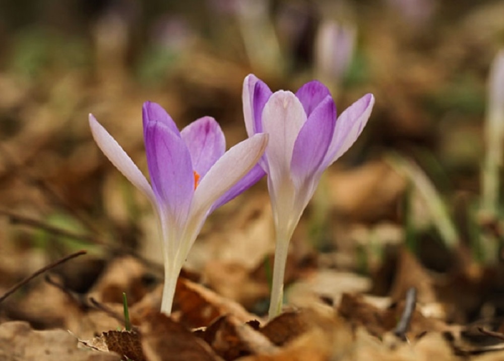 Ovo je najskuplja biljka na svetu, a po prvi put je u Srbiji otkrivena na Fruškoj gori! Evo kako se zove i čemu služi (FOTO/VIDEO)