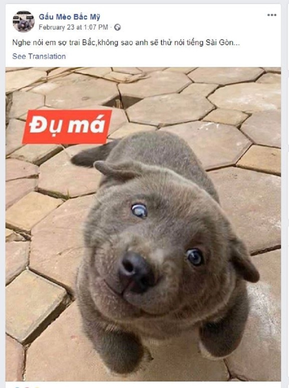 Šta je na slici, pas ili mačka?