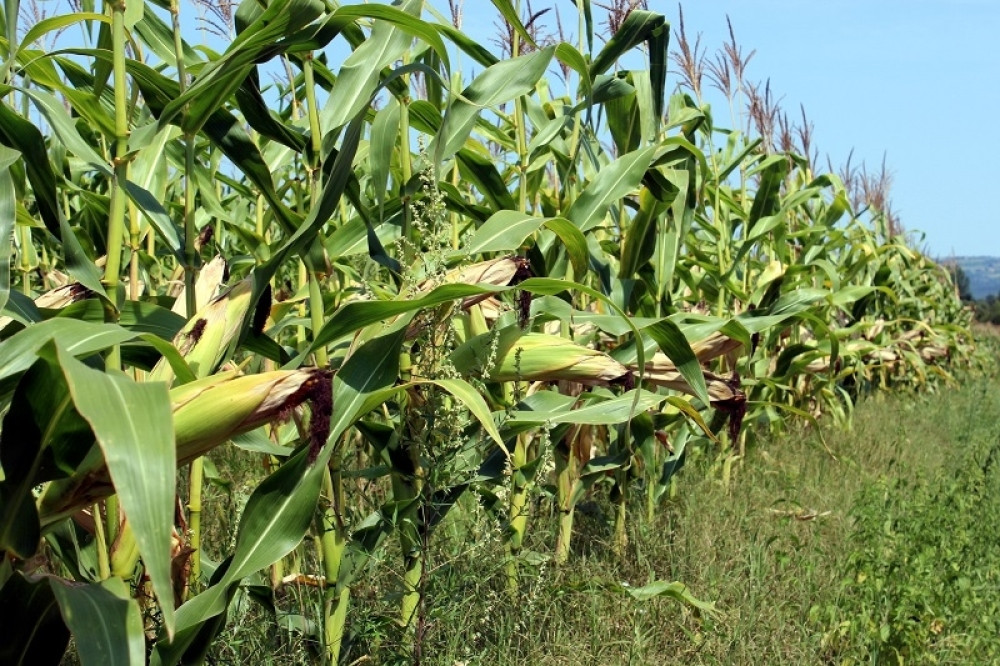 Za vreme rata, Muji bila puna kuća rodbine koja je izbegla, pa nije mogao biti intiman sa Fatom. Dođe on na ideju pa kaže Fati...