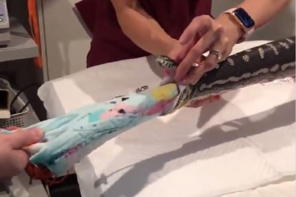 Ovako izgleda spašavanje pitona koji je POJEO peškir (VIDEO)