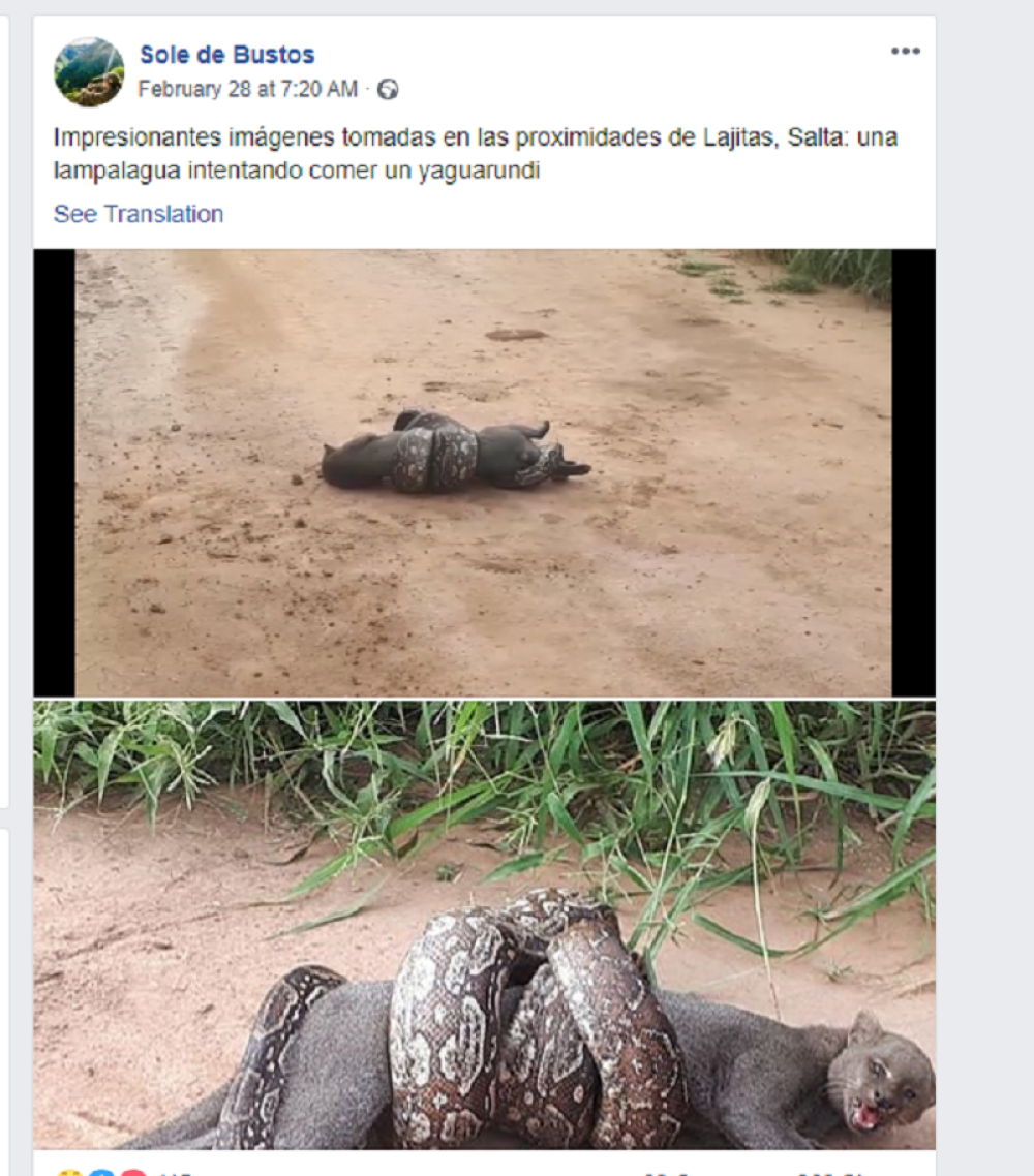 Pogledajte kako divlja mačka pokušava da se oslobodi smrtonosnog stiska (VIDEO)