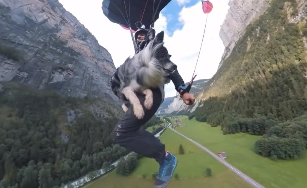Ova životinja je najstariji čovekov prijatelj i ne, nije pas (FOTO)