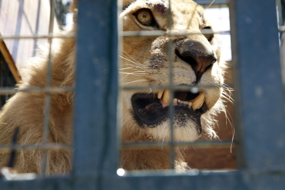 Uhvaćen jer je probao da prošvercuje lava!