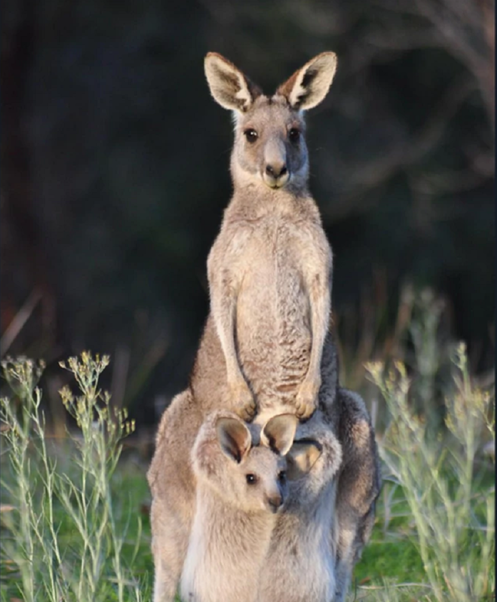 Dva meseca nakon dočeka Nove godine, shvatio je da ga je pijanstvo skupo koštalo!