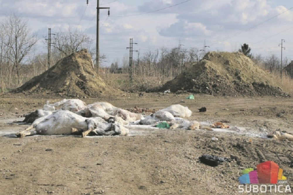 U prodaji meso uginulih životinja! Dr Radmila Šehić upozorava kolika se opasnost krije iza toga