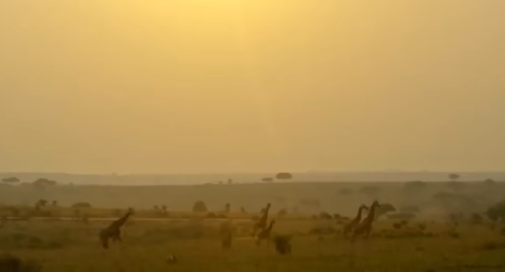 Zbog okrutnosti ljudi, ostala je jedna jedina životinja ove vrste!  (VIDEO)