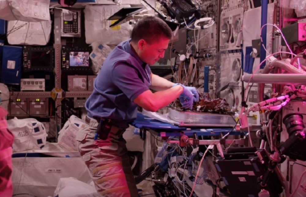 Ne samo da je uzgojena u svemiru, već ima isti ukus kao zemaljska! (VIDEO)