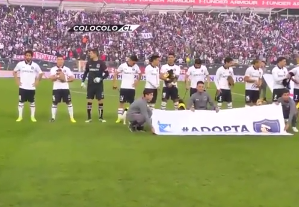 Ne mogu da se vrate na staze stare slave, pa se bave usvajanjem mladunaca! (VIDEO)