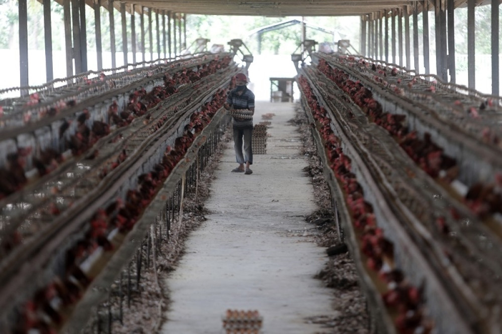 Zbog lažnih vesti o koronavirusu uništio farmu kokošaka vrednu 800.000 dolara