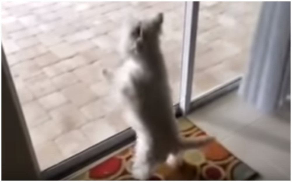 Kada je pas video dvorište bio je oduševljen pa uradio ovo (VIDEO)