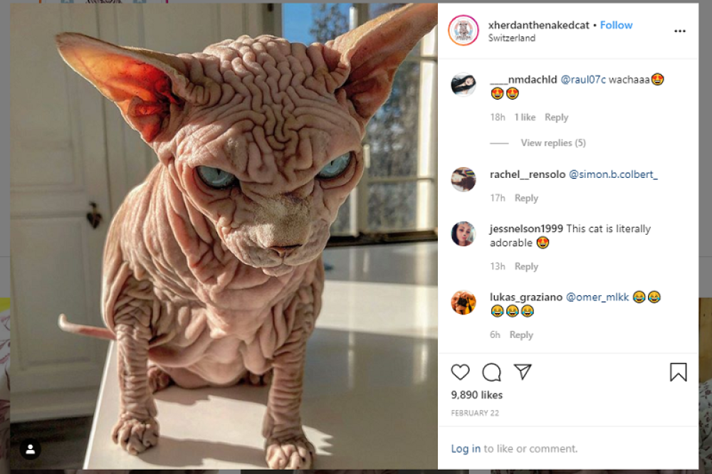 Pogledajte kako izgleda najstrašniji pripadnik ove vrste (FOTO)