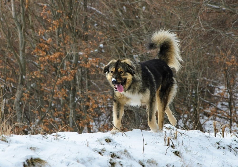 Životinje u odbrani Srbije - Neprijatelj to gorko iskustvo još uvek dobro pamti!