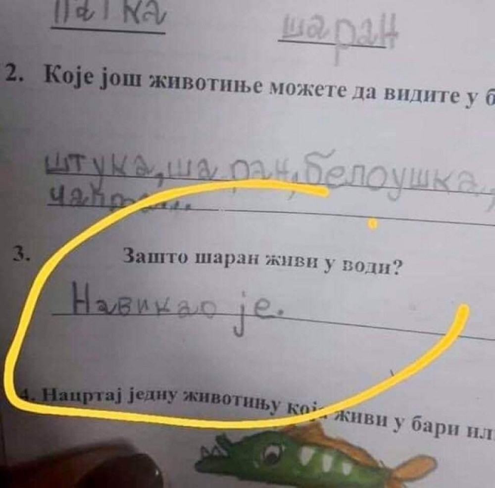 Pitanje glasilo: Zašto šaran živi u vodi?, odgovor jednog učenika postao totalni hit