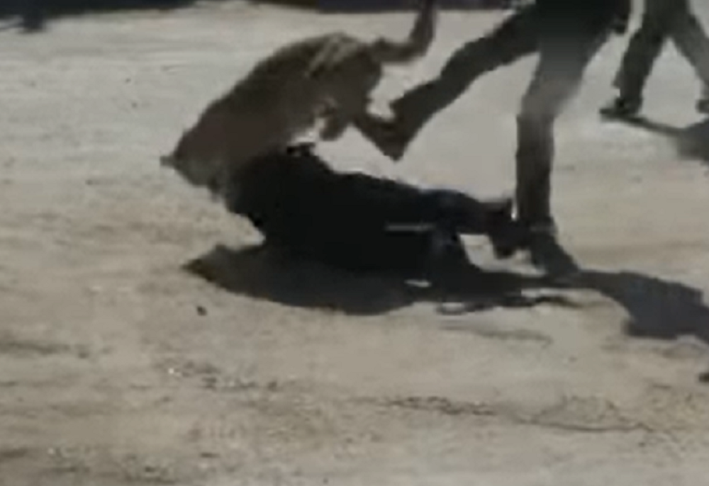 Planinski lav napao policajku, a onda su sekunde trajale kao večnost! (UZNEMIRUJUĆI VIDEO)