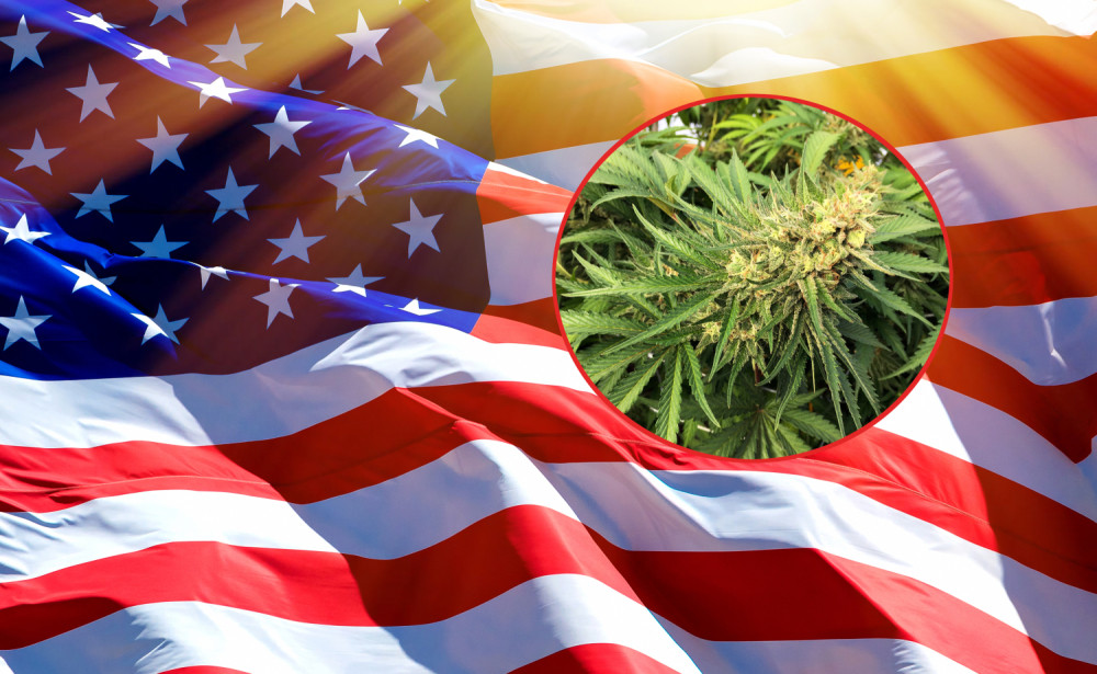 Marihuana u Americi od danas potpuno dozvoljena - Tramp se ništa nije pitao