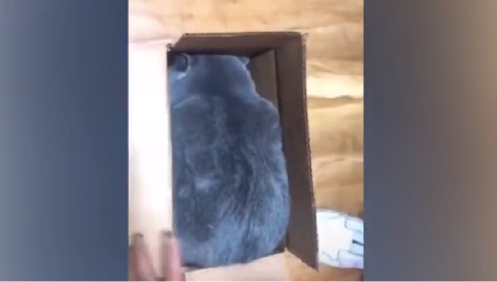 Šta se to krije u kutiji?! (VIDEO)