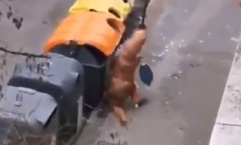 U jeku epidemije, "dinosaurus" obavlja dnevne dužnosti (VIDEO)