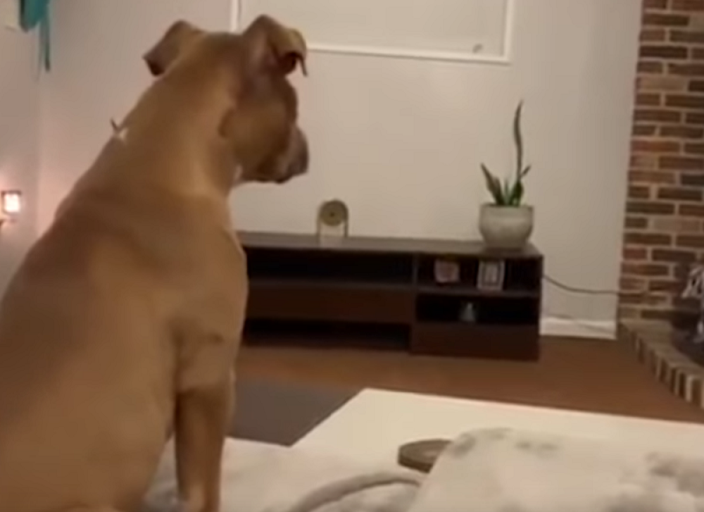 Sve razume i pati! (VIDEO)