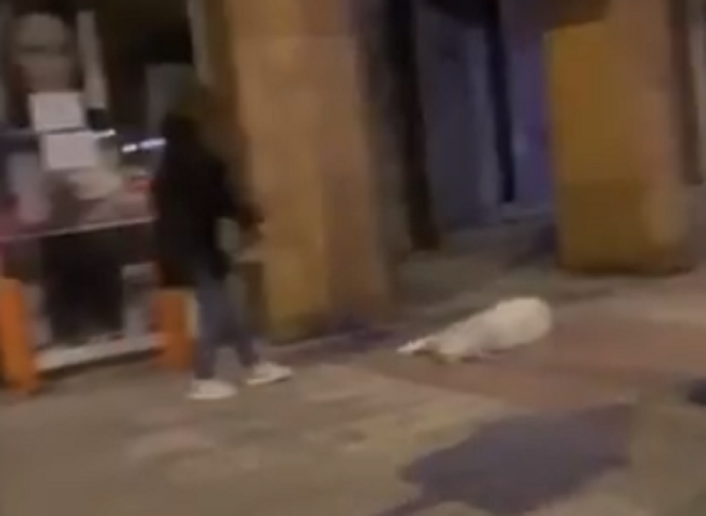 Legao na pod i ne želi da se pomeri (VIDEO)