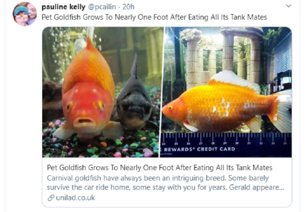 Džerald stvara muke vlasnici! (FOTO)