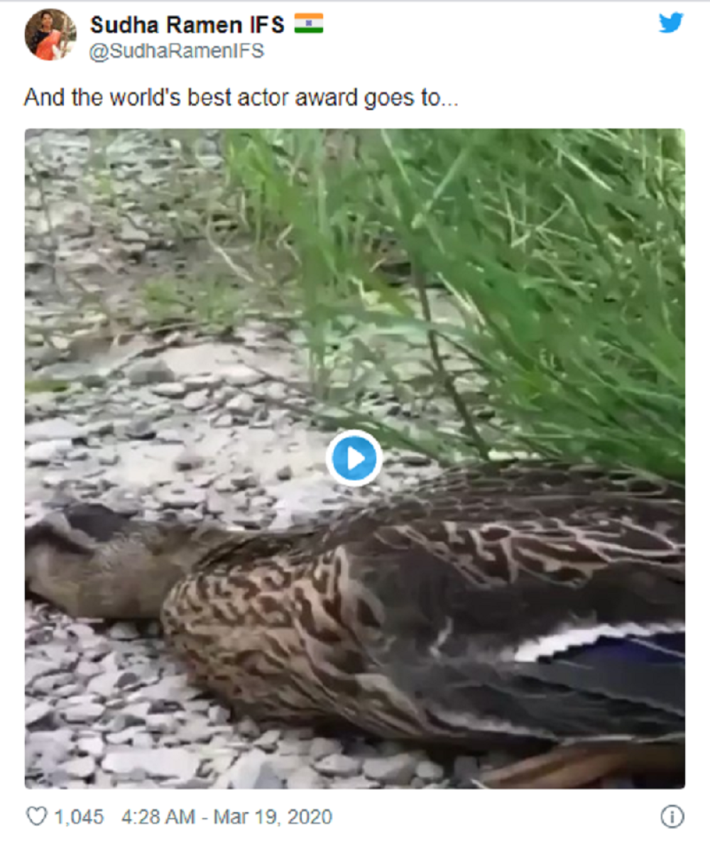 Nagrada za najboljeg glumca ide... patki!