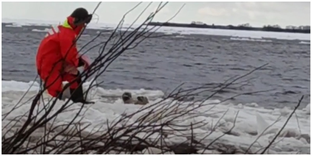 Jedna porodica je spasila jer mame nigde nije bilo