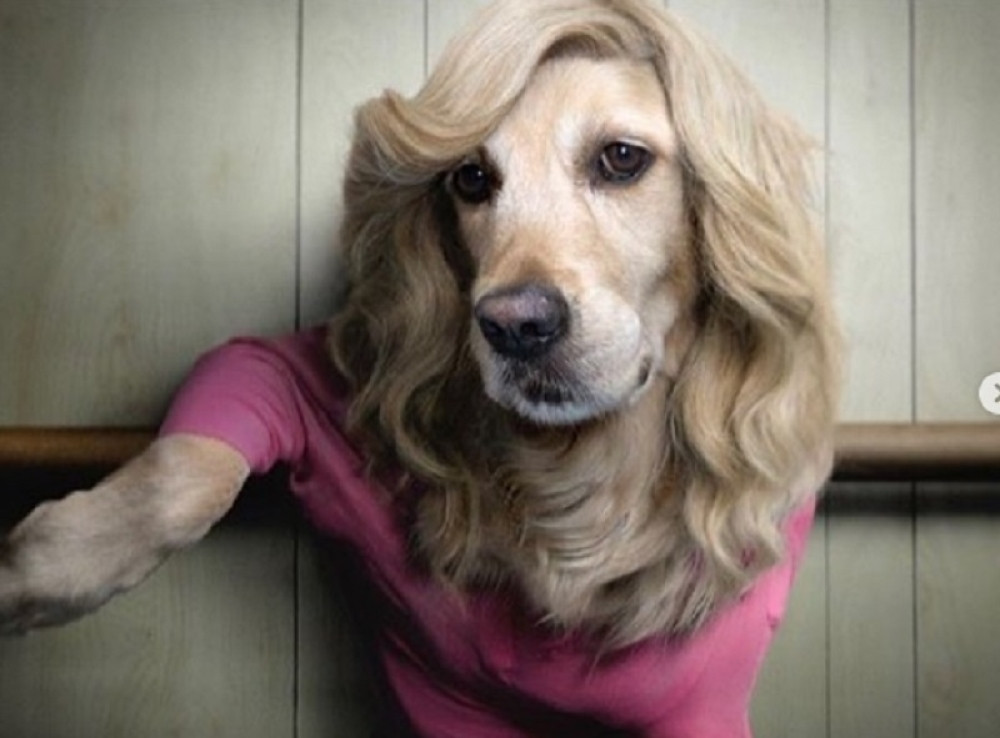 Pas koji je postao Madona: Pop ikona dobila naslednika u originalu (FOTO)