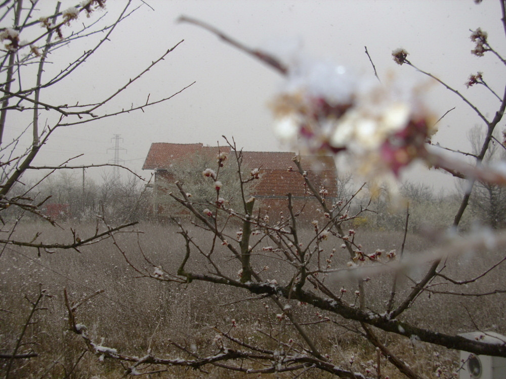 Sneg pada na procvalo voće, cela zemlja će se noćas zabeleti (GALERIJA)