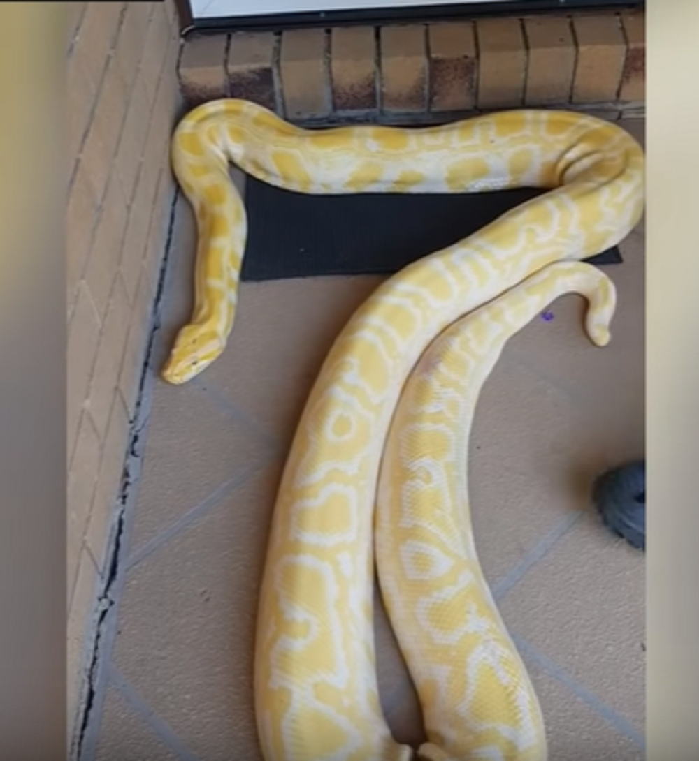 Žena se zaprepastila kada je videla ovu zver na kućnom pragu (VIDEO)