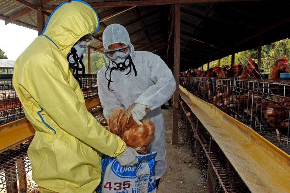 Ubijeno oko 400.000 peradi!