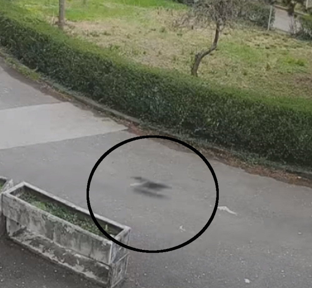 Pogledajte, ovo je dokaz (VIDEO)