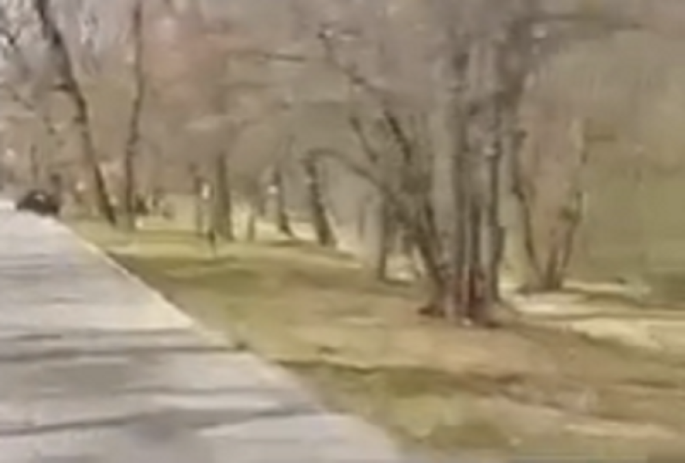 Naš reporter zabeležio nenormalne prizore na Košutnjaku (VIDEO)