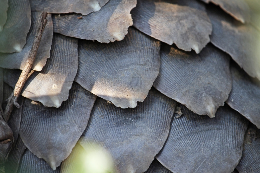 Ovako izgleda životinja od koje je potekao korona virus  (FOTO)