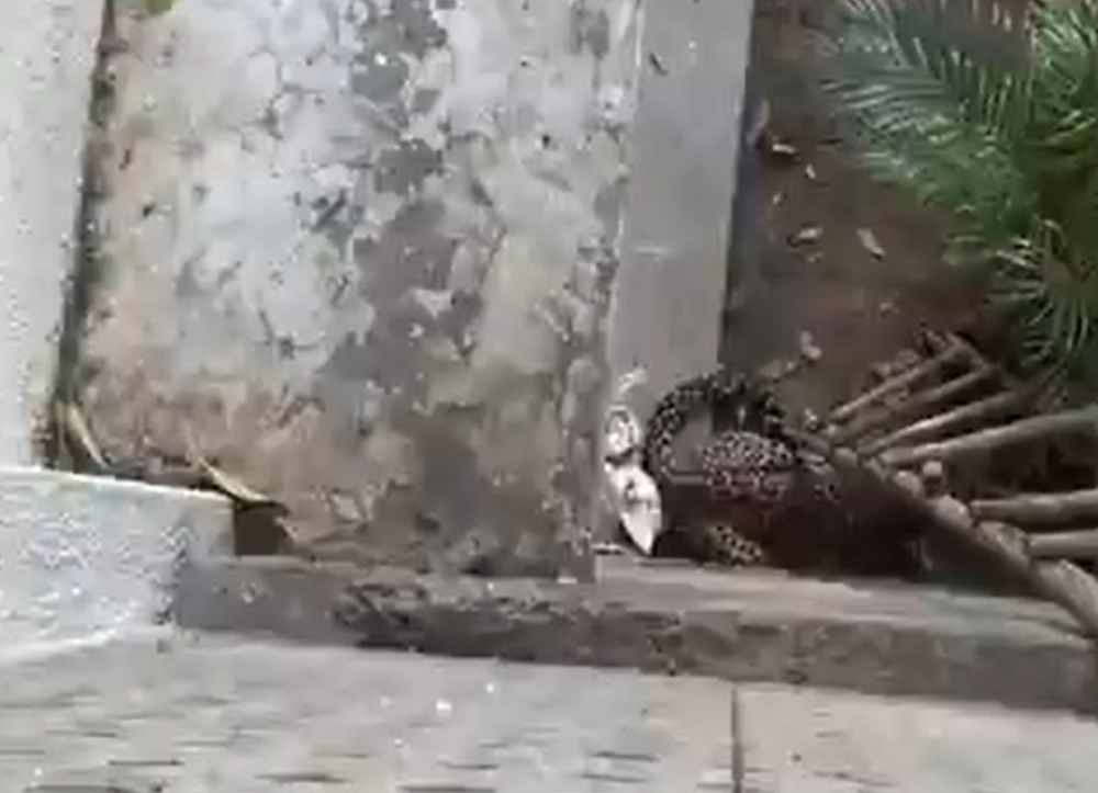 Sva sreća što je policijski čas na snazi! 5 sati su se borili s divljom životinjom nasred grada! (VIDEO)