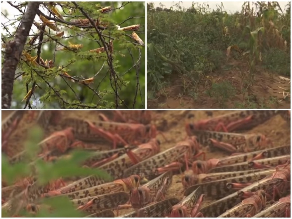 Istočna Afrika se bori protiv skakavaca