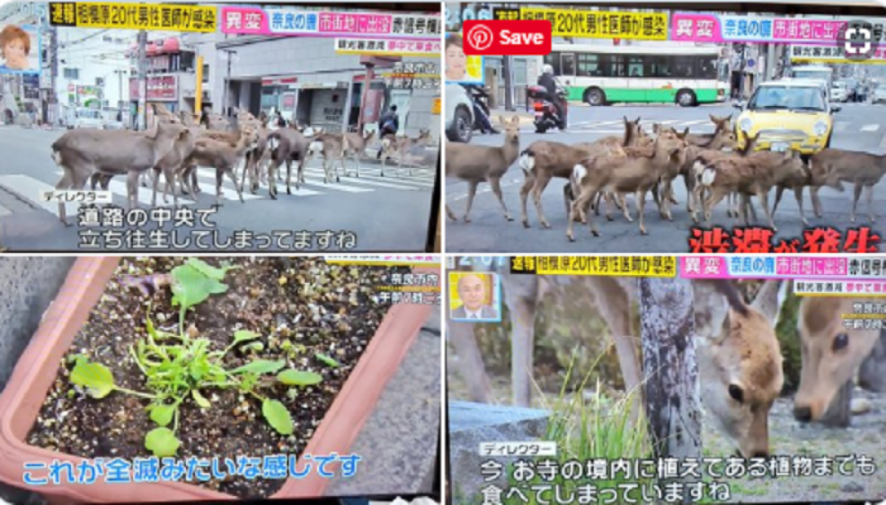 Dok je većina kod kuće, životinje su preuzele ulice (FOTO/VIDEO)